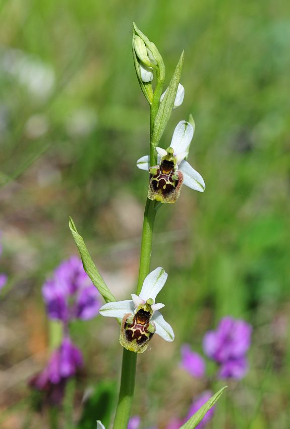 Ophrys molisane